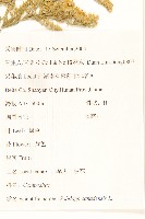 美洲一枝黃花藏品圖，第2張