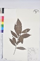 苦櫧栲藏品圖，第1張