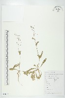 薺藏品圖，第1張