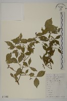 衛矛藏品圖，第1張