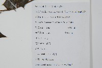 枸骨藏品圖，第2張