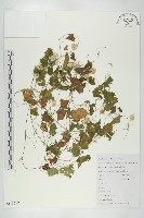 老鼠冬瓜藏品圖，第1張