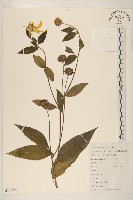 塊根向日葵藏品圖，第1張