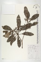 交讓木、臺灣虎皮楠、膜葉虎皮楠藏品圖，第1張