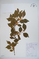 金銀忍冬藏品圖，第1張