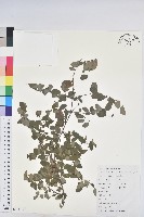 葉下珠、珠仔草藏品圖，第1張