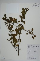 鼠李冬青、滿樹星藏品圖，第1張