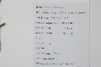 鼠李冬青、滿樹星藏品圖，第2張