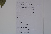 蝴蠂莢迷藏品圖，第2張