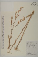 小葉藜藏品圖，第1張