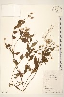 蔓黃菀藏品圖，第1張