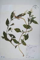 青葙藏品圖，第1張