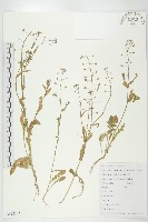 薺藏品圖，第1張