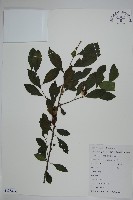 鼠李冬青、滿樹星藏品圖，第1張