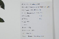 鼠李冬青、滿樹星藏品圖，第2張