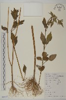 鬼針舅藏品圖，第1張