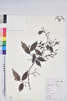 米飯花藏品圖，第1張