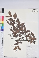 黃背越橘藏品圖，第1張