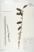 銀果胡頹子藏品圖，第1張