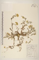 鼠麴草藏品圖，第1張