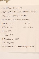 鼠麴草藏品圖，第2張