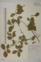 衛矛藏品圖，第1張