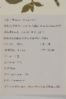 衛矛藏品圖，第2張