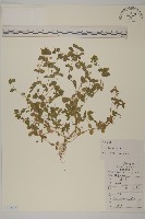 繁縷藏品圖，第1張