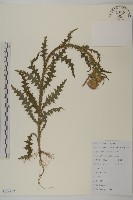 飛廉藏品圖，第1張