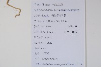 細葉蘭花參藏品圖，第2張