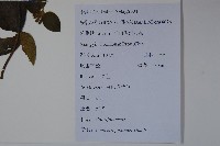 忍冬、金銀花藏品圖，第2張