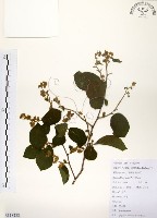 灰木藏品圖，第1張