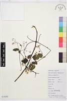 粗齒鐵線蓮藏品圖，第1張