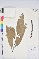 綿柯藏品圖，第1張