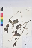 鐵莧菜藏品圖，第1張