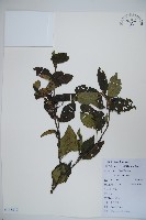 南方莢迷藏品圖，第1張