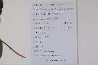 羊乳、四葉參藏品圖，第2張