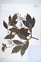 冇骨消藏品圖，第1張