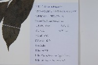 冇骨消藏品圖，第2張