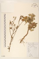 鵝仔草藏品圖，第1張