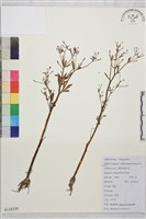 石龍芮藏品圖，第1張