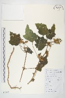 蒼耳藏品圖，第1張