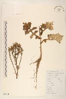 鵝仔草藏品圖，第1張