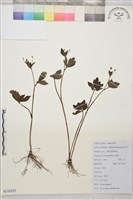 辣子草、揚子毛茛藏品圖，第1張