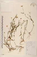 雞兒腸藏品圖，第1張