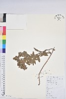 澤漆藏品圖，第1張