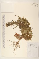 鵝仔草藏品圖，第1張