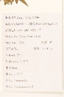 鵝仔草藏品圖，第2張