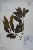 冬青藏品圖，第1張