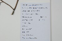 冬青藏品圖，第2張